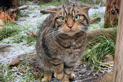Saving Wildcats Project - Part 1 of 4