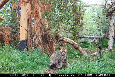 Saving Wildcats Project - Part 3 of 4