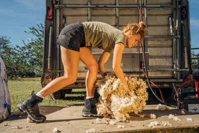 Zoe Colville on Sheep Shearing