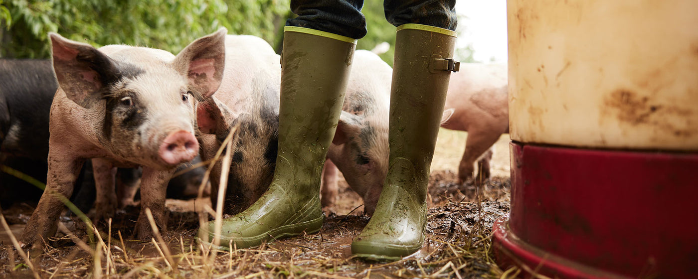 Close up of a person wearing a pair of Muck Boots Harvester wellingtons with pigs stood around them